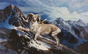 Ram Snow-image