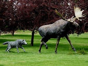 Moose and Wolf-image